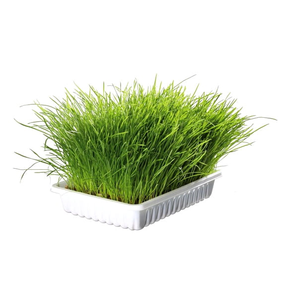 Trawa trawka dla kota nasiona przysmak Trixie 100g