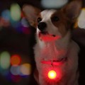 Zawieszka, lampka LED na obrożę dla psa świecąca